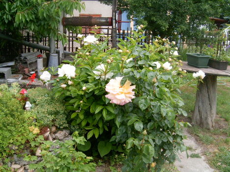 Rózsától 11