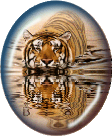 Ívo tigris