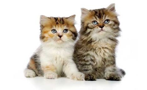 persian-kittens-8