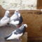 galamb 078
