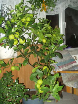 P1010049