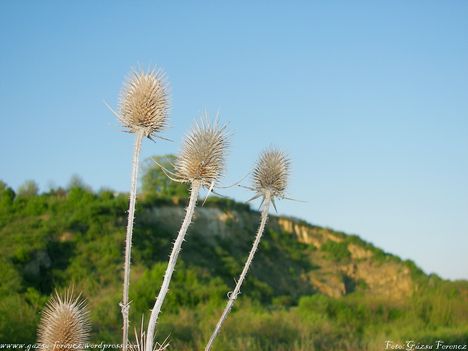 100_7206