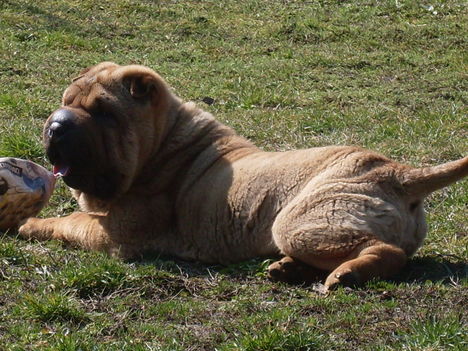 Belfike