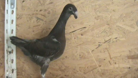 Kép 129