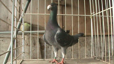 Kép 131