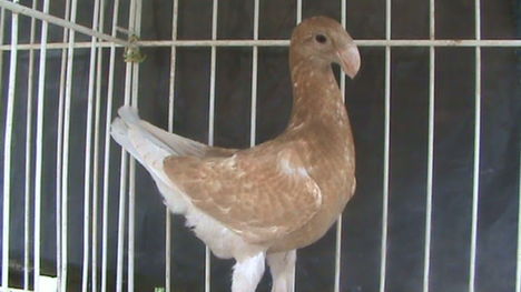 Kép 137
