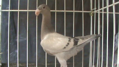 Kép 143