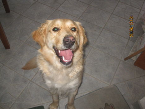 Molly, a golden retrieverünk