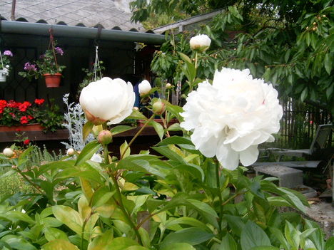 Dfüred.2008.május 24