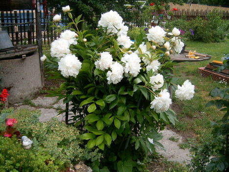Dfüred.2008.május 24