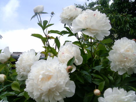 Dfüred.2008.május 24