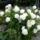 Fehér pünközsdi rózsa
