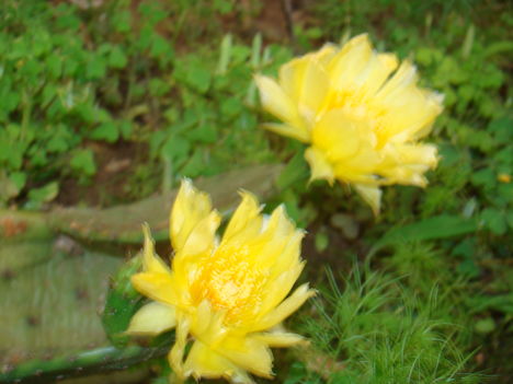 kaktusz virága 2