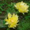 kaktusz virága 3