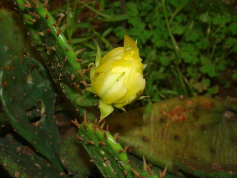 kaktusz virága 4