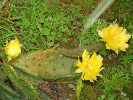 kaktusz virága 5