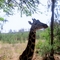 Kenyai vadaspark