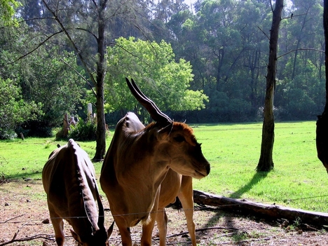 Kenyai vadaspark