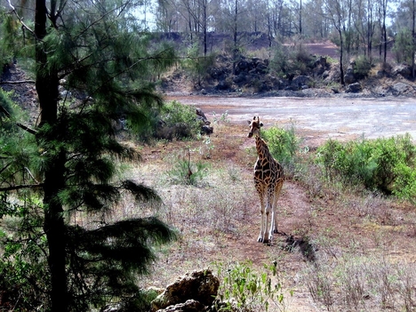 Kenyai vadaspark