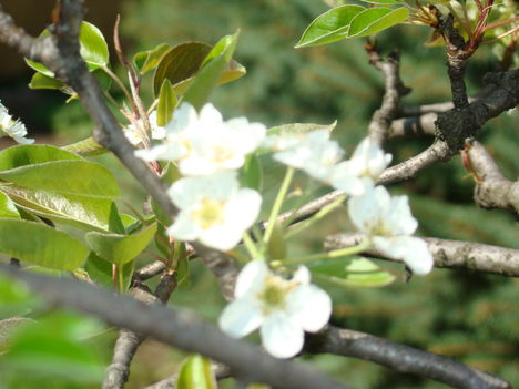 körtefa virágja