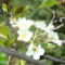körtefa virágja