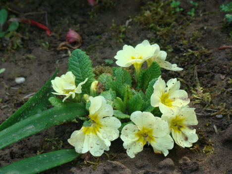 primula