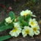 primula