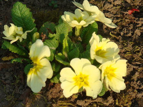 primula