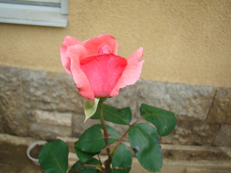 rózsám