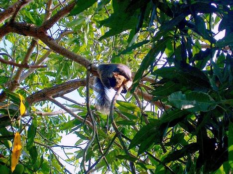 Sil Lankai mókus