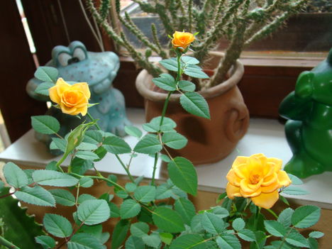 szobai rózsám