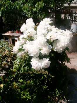 Virágaim (4)