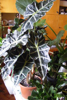 Alacasia