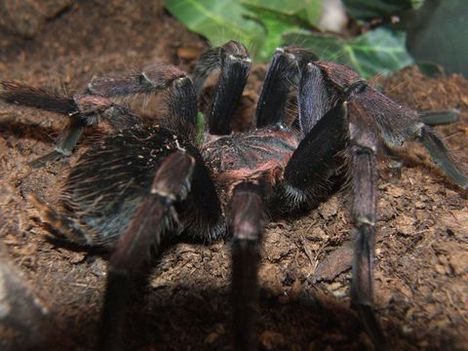 Aphonopelma seemanni hím 1