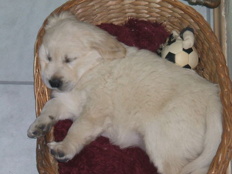 Astor picin..