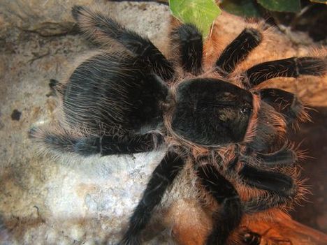 Brachypelma