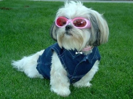 casey_crosby__half_shih_tzu_half_lhasa_apso