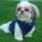 casey_crosby__half_shih_tzu_half_lhasa_apso