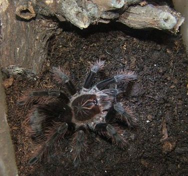 P sp. platyomma 6v