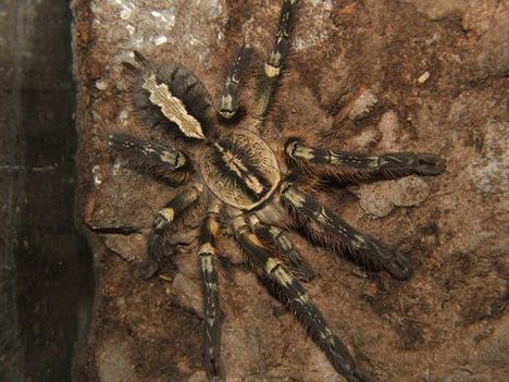 P.ornata