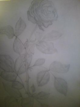 rózsa 2