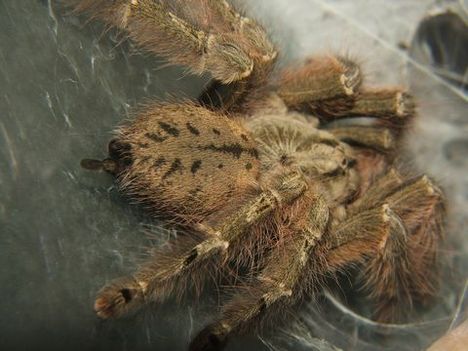 Stromatopelma calceatum