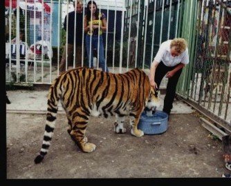 Tigris nézés