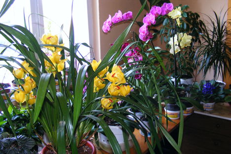 Orchideavarázs