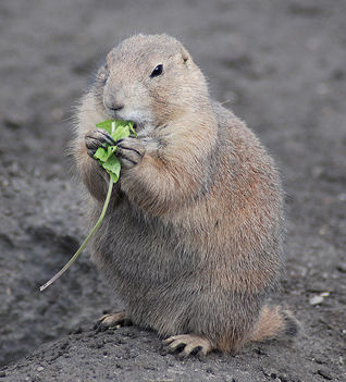 542px-Black-tailed_Prairie_Dog_%28Cynomys_ludovicianus%29_eating_in_Zoo_Budapest_006