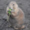 542px-Black-tailed_Prairie_Dog_%28Cynomys_ludovicianus%29_eating_in_Zoo_Budapest_006