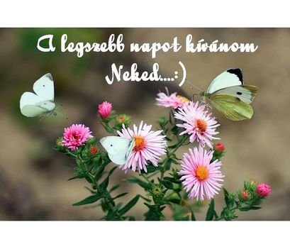 A legszebb napot..