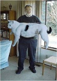 Big%20Cat