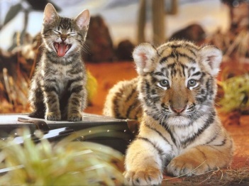 Cica és tigris 1dc6a0d9652082db177967744a303c58_351x268z0