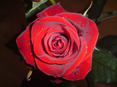 DSC00079